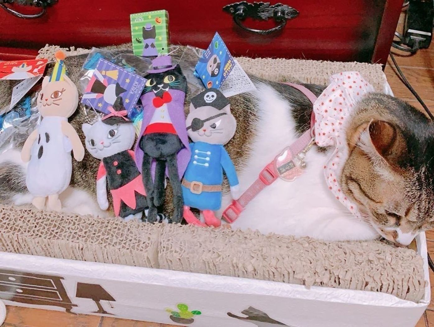 カルディの猫モチーフグッズでおうちハロウィンを楽しもう ねこのきもちweb Magazine カルディの猫モチーフグッズでおうちハロウィンを楽しもう ねこのきもちweb Magazine