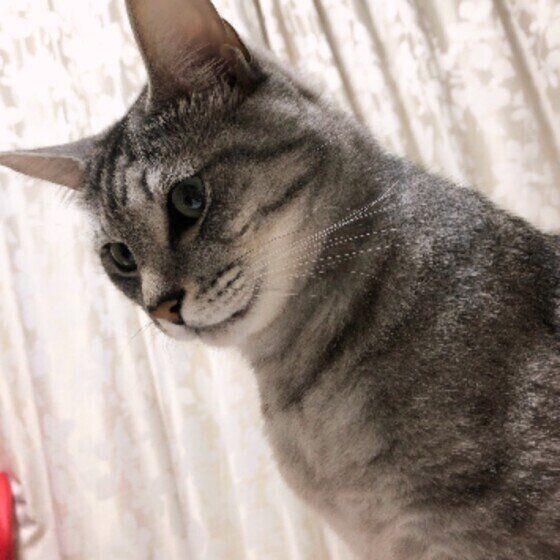 サバトラの炭治郎くん