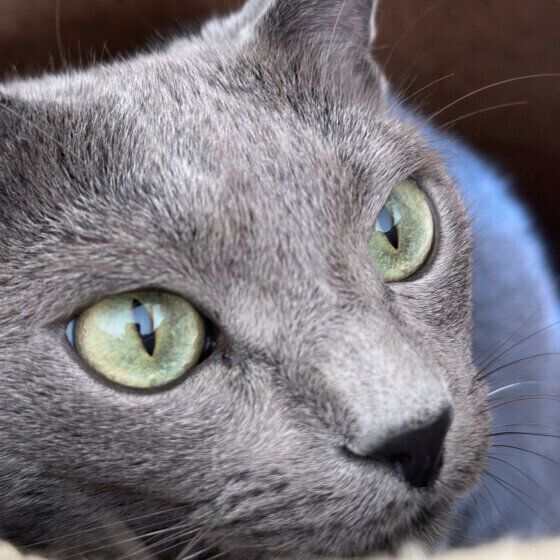 ロシアンブルーのチェダーくん