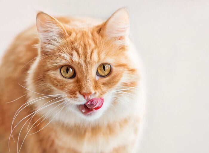 口元をなめる猫