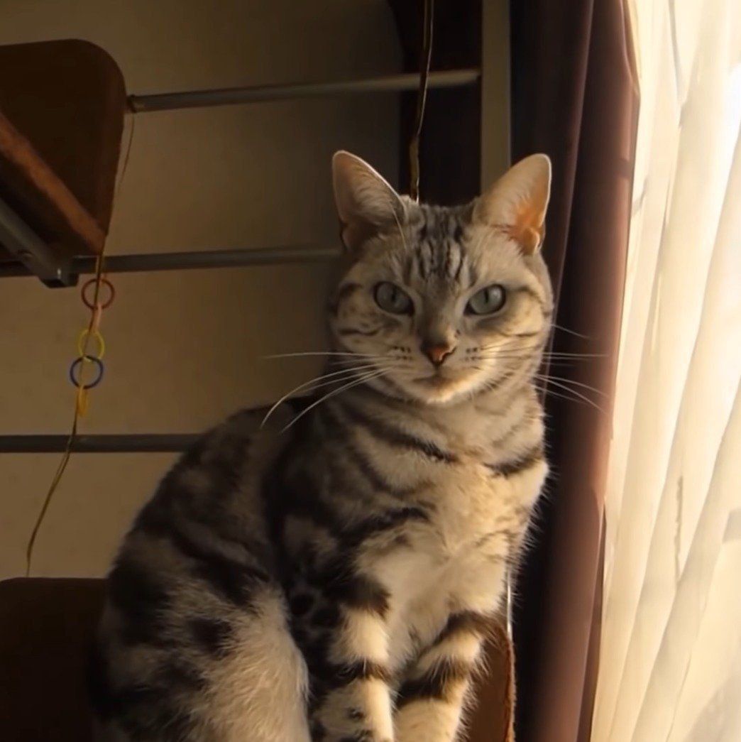 早くおやつがほしいあめちゃん