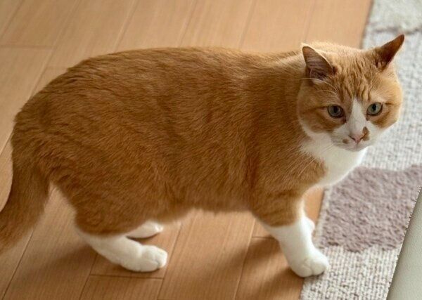 飼い主さんの帰宅に困惑気味な様子のさんてくん