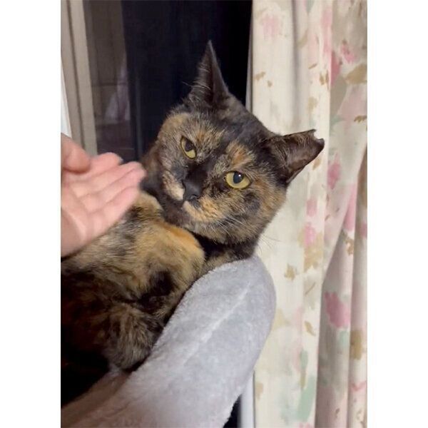 なでてもらうおこげちゃん