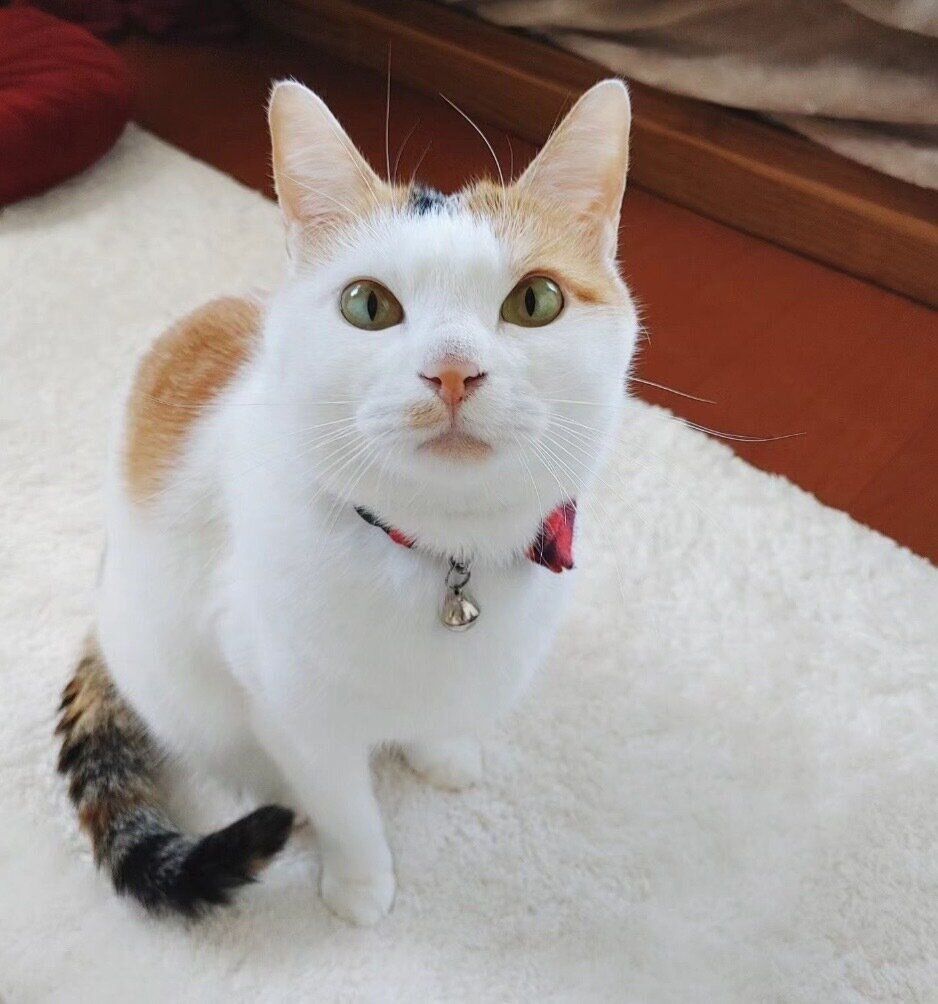 見つめるちくわちゃん