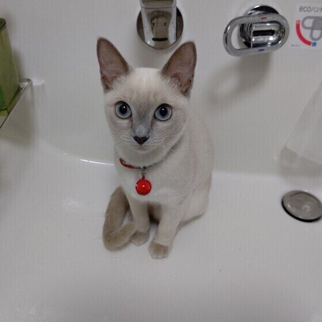 シャムだけじゃない ポイントカラーのdnaを持つ短毛猫 ねこのきもちweb Magazine シャムだけじゃない ポイントカラーのdnaを持つ短毛猫 ねこのきもちweb Magazine