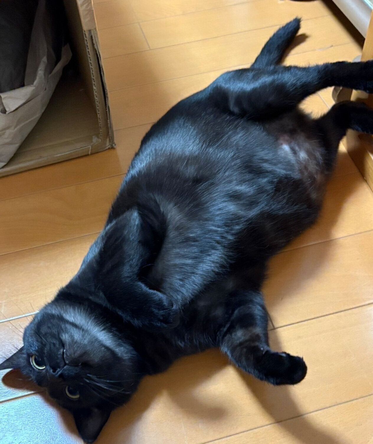 寝転がる2才のサラミくん