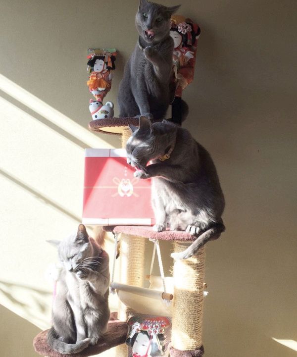 目力がシンクロする猫