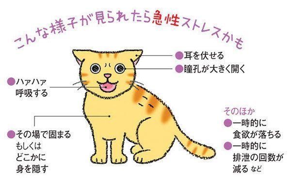 急性ストレスの猫の症状
