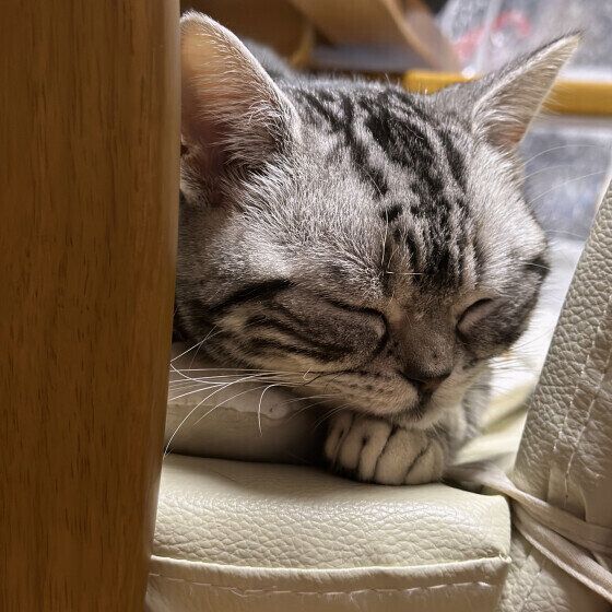 アメリカンショートヘアのこごみちゃん