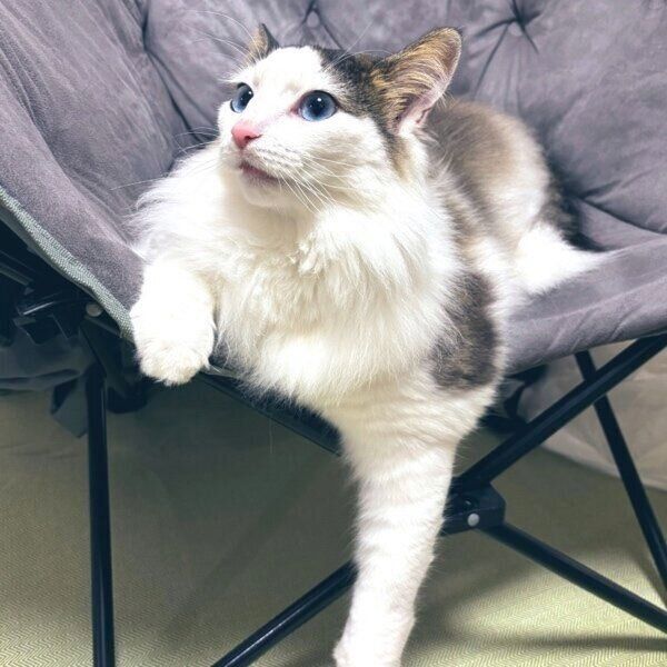 くつろぎ方が玄人の快斗くん