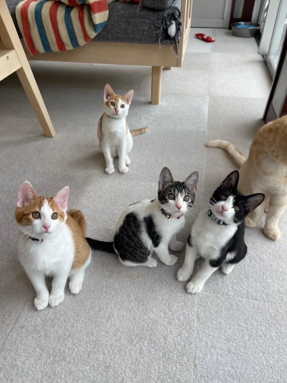 写真提供／神戸市環境衛生課