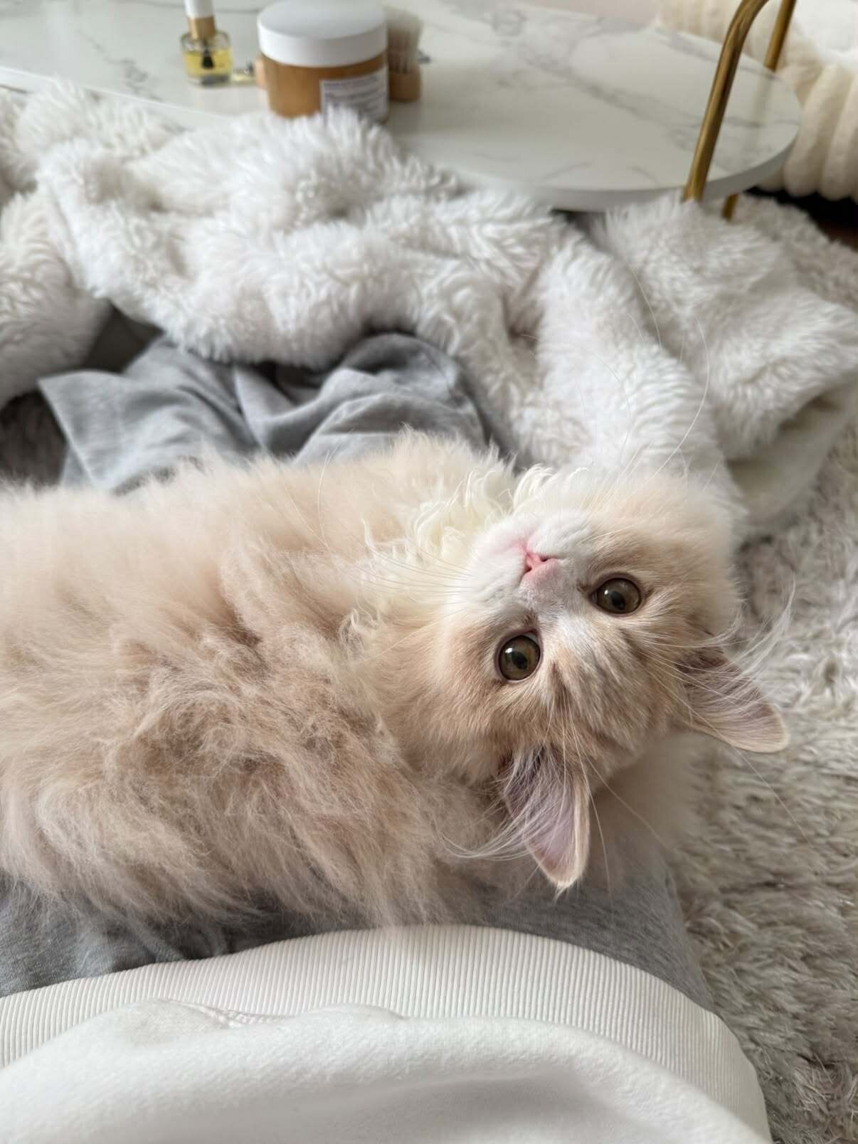 飼い主の足の上に乗るミヌエット
