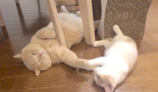 手を繋いで眠るぽてとくんとてんぷらくん