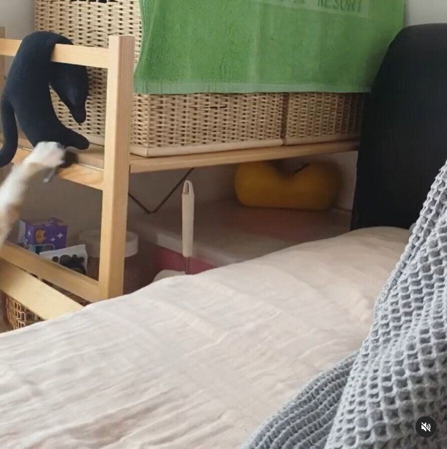 逆さまになった足だけが見える猫