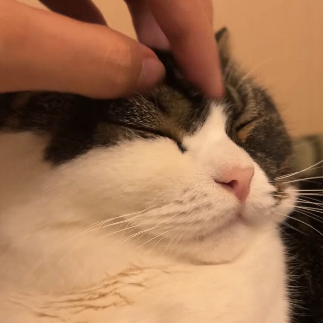 なでなでされているうま次郎ちゃん