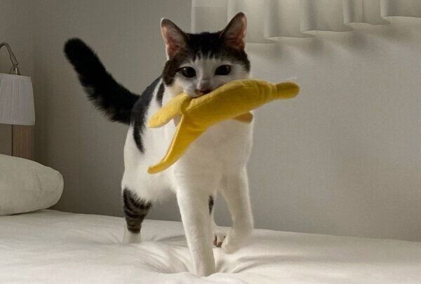 おもちゃの「バナナ」をくわえるセロイくん