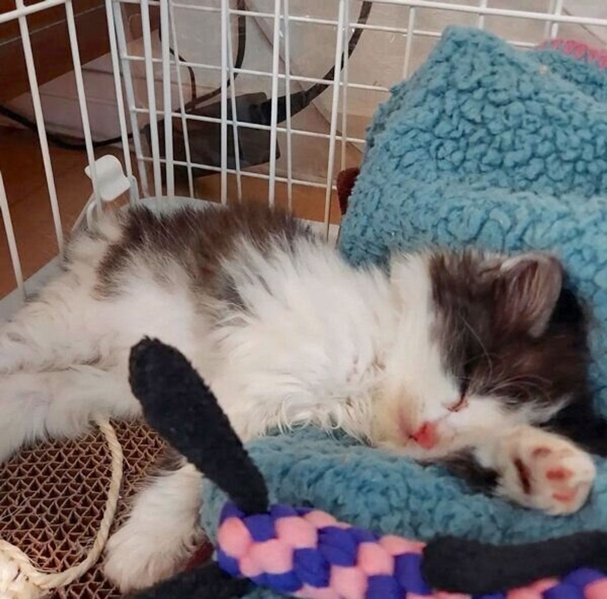 コンビニの駐車場でガリガリに痩せた子猫を保護 突然の出会いからもうすぐ2カ月 すっかり家族の中心に ねこのきもちweb Magazine コンビニの駐車場でガリガリに痩せた子猫を保護 突然の出会いからもうすぐ2カ月 すっかり家族の中心に ねこのきもちweb Magazine