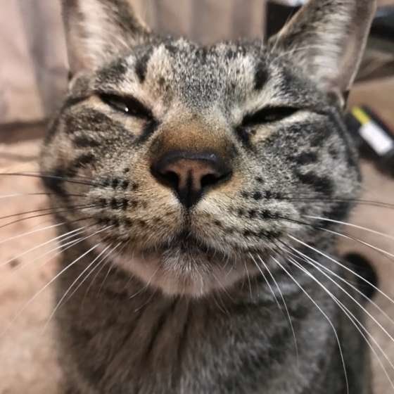 まばたきをする猫