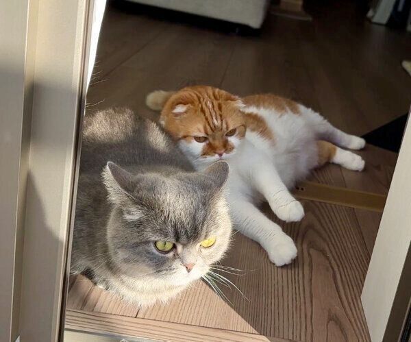 まったりするひまりちゃん、むぎくん