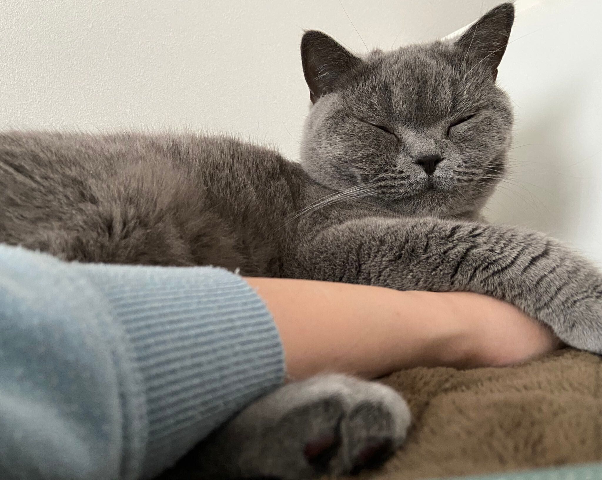 飼い主さんの手をギュッとするおはぎくん