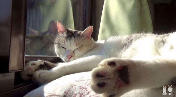 日向ぼっこする猫