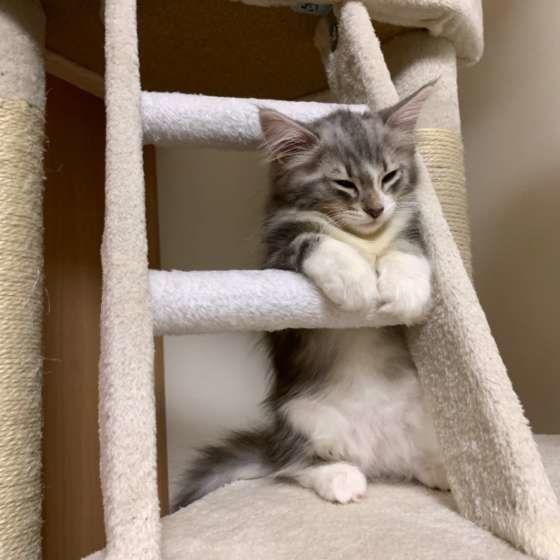 キャットタワーで眠るノルウェージアンフォレストキャット
