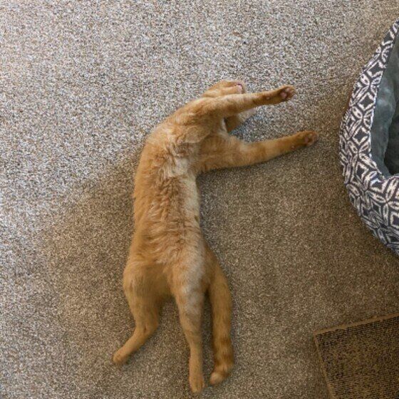 茶トラMIXのコテツくん