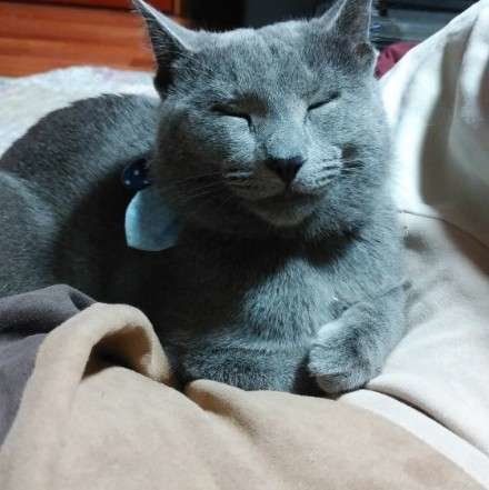 露（つゆ）  ロシアンブルー