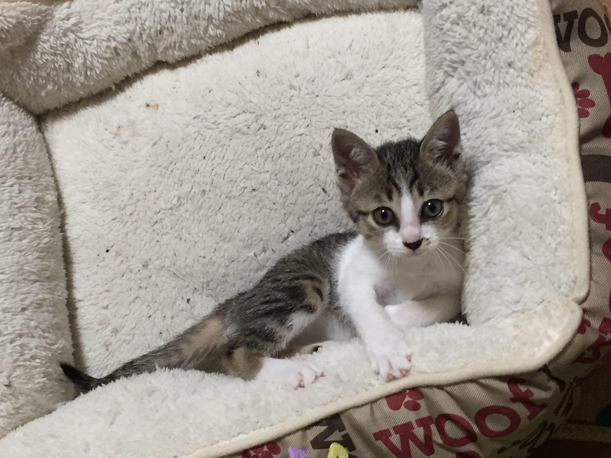 猫用ベッドでくつろぐ子猫