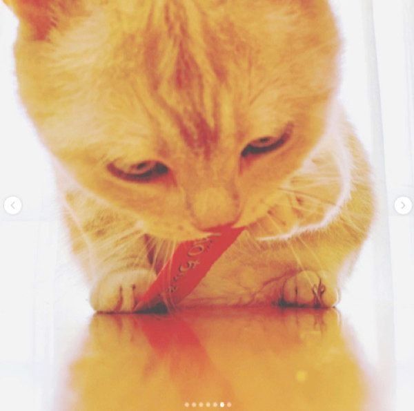 ちゅ〜るの余韻が長いアメリカンショートヘア