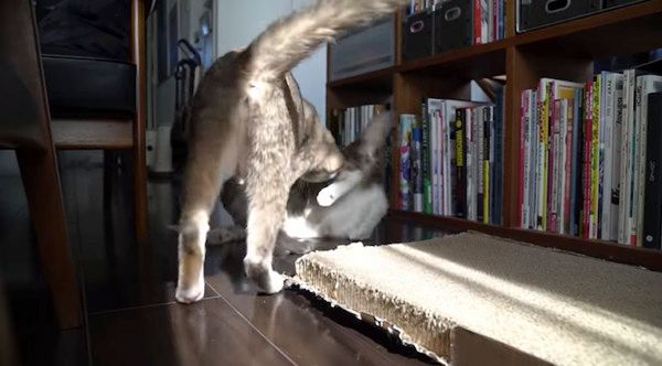 日向ぼっこする猫