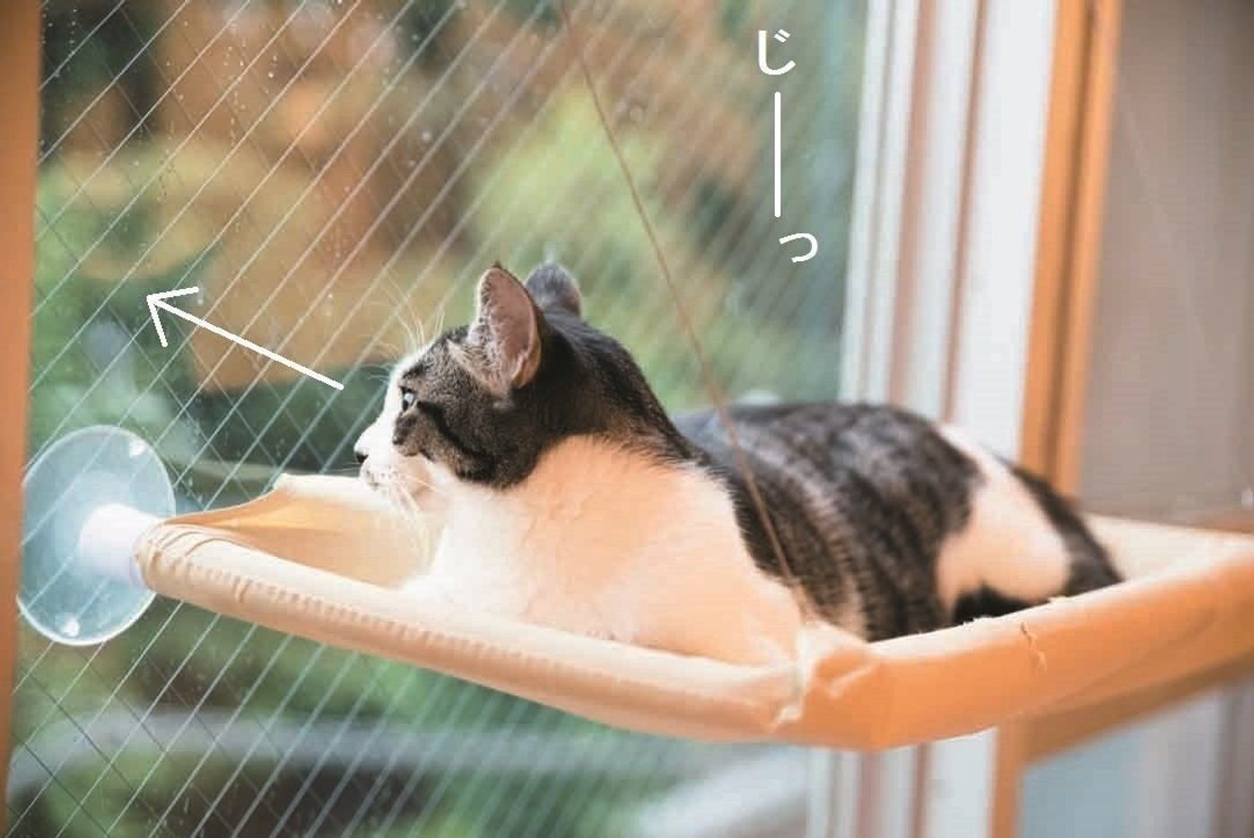 これがngだった 愛猫を抱っこさせてもらえない理由 ねこのきもちweb Magazine これがngだった 愛猫を抱っこさせてもらえない理由 ねこのきもちweb Magazine