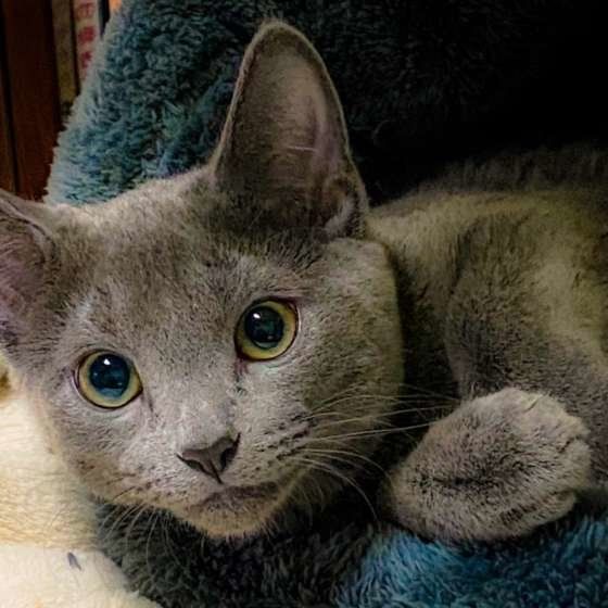 ロシアンブルーののえるくん