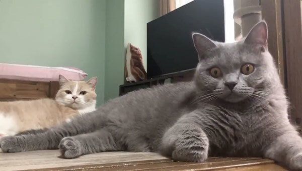 スパイクくんとパティちゃん