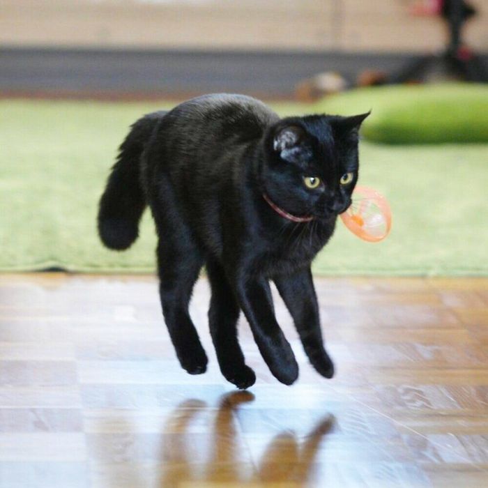 おもちゃを咥えて走るつくねちゃん