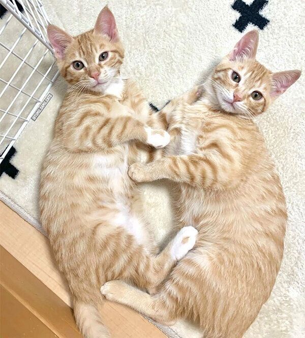 抱き合うツムくんとサムくん