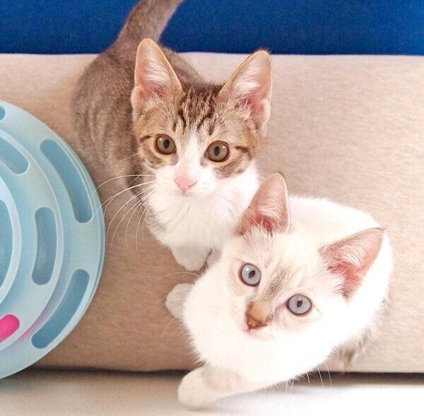 見つめるほのちゃんとぼのくん