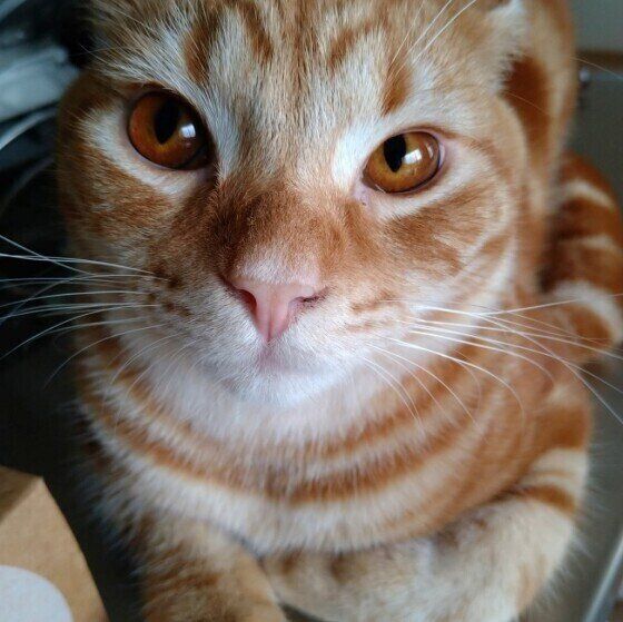 白と茶の縞模様のアメリカンショートヘアの上半身アップ