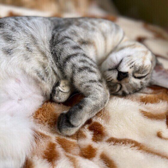 MIXのベスちゃんと毛布