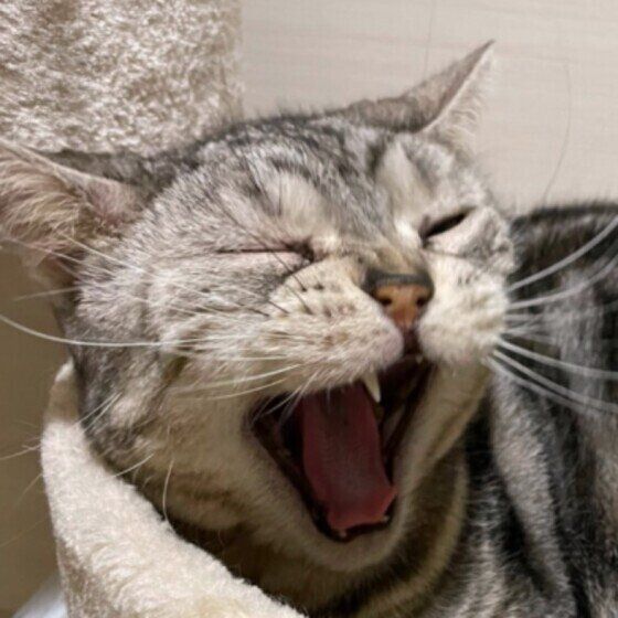 アメリカンショートヘアのカティーちゃん