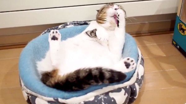 毛づくろいをするスコティッシュフォールド