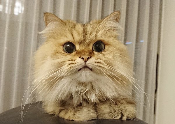 見つめるペルシャ