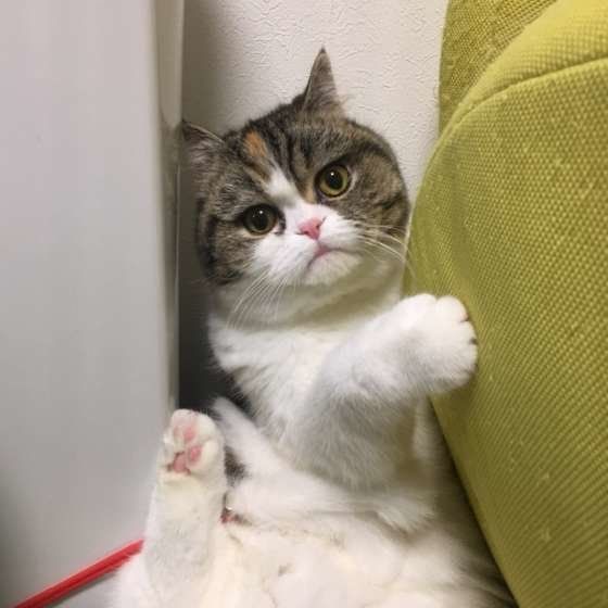 エキゾチックショートヘアのミモちゃん