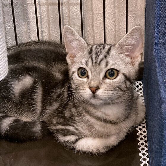 アメリカンショートヘアのレオンくん♪