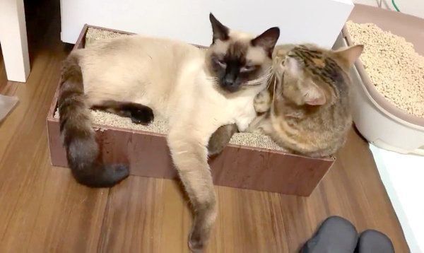 毛づくろいするつぼ実ちゃんとはなちゃん