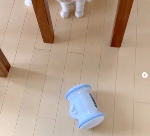 VARRAMに興味を示すスコティッシュフォールド