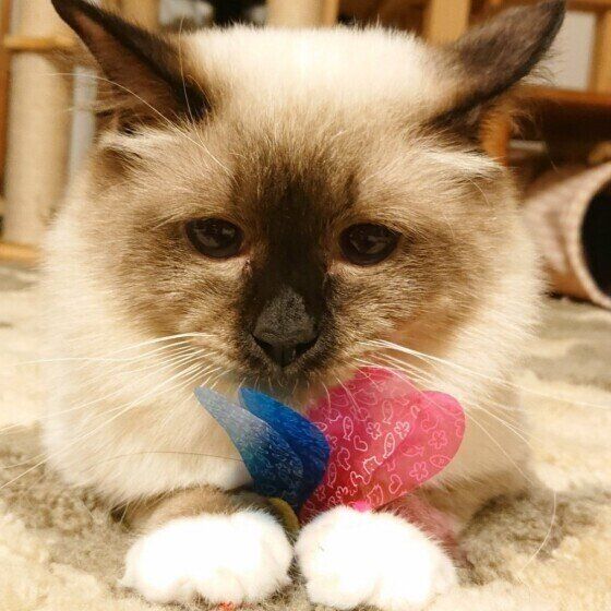 じゃらしを抱えるバーマン