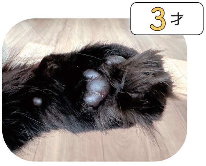 成猫の肉球
