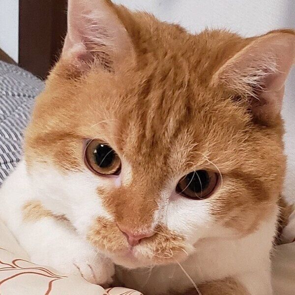 生後10カ月当時のきゅるんとした子猫のもやしくん