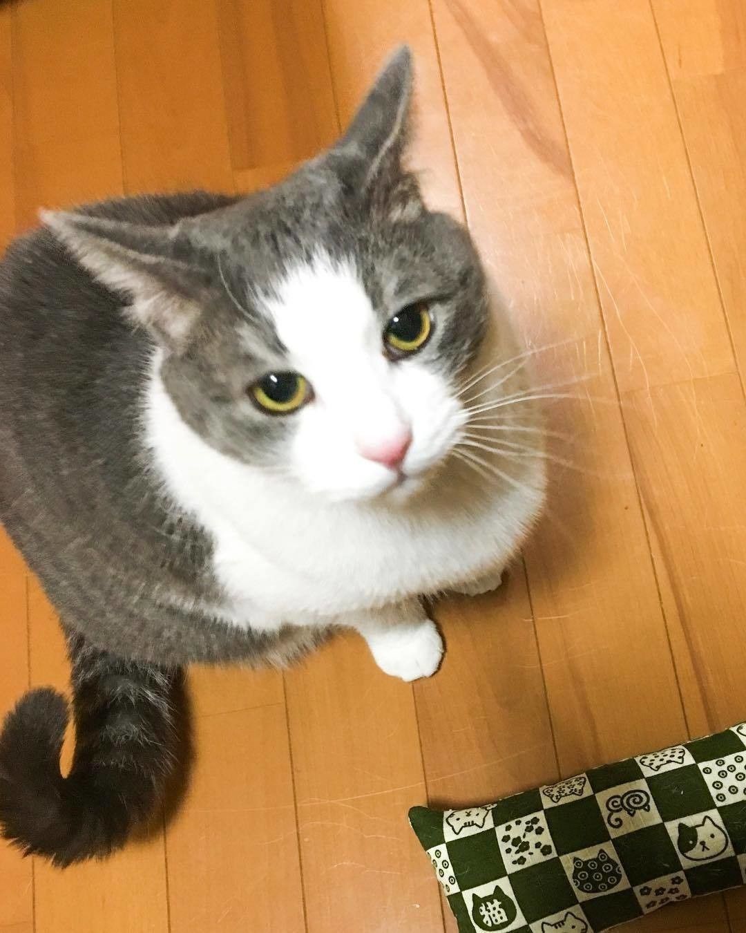 リアル桜ちゃん